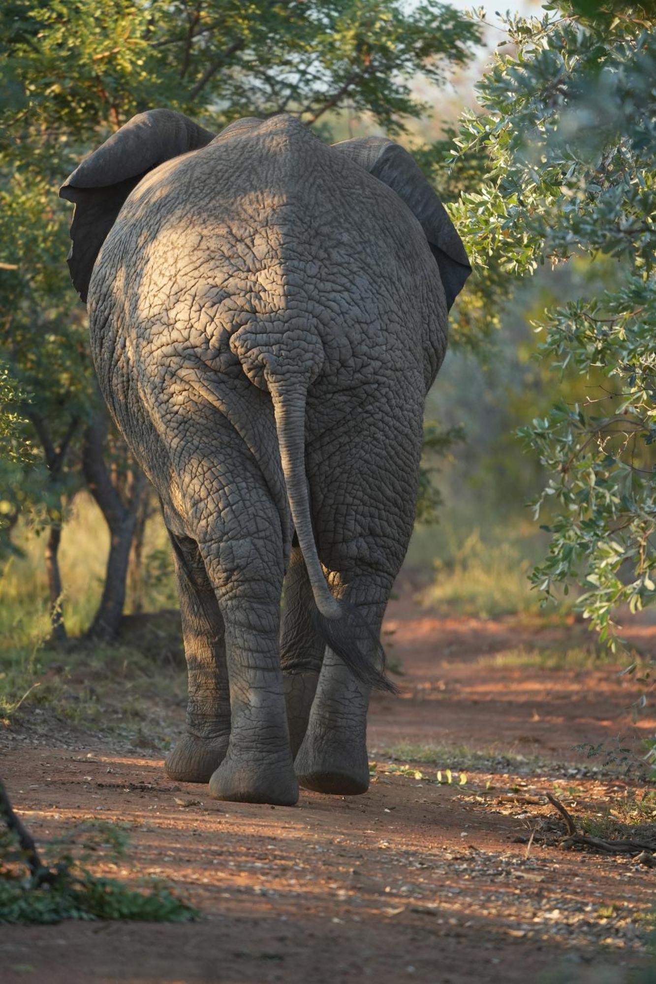Shibula Safari Lodge Welgevonden Wildreservaat Buitenkant foto