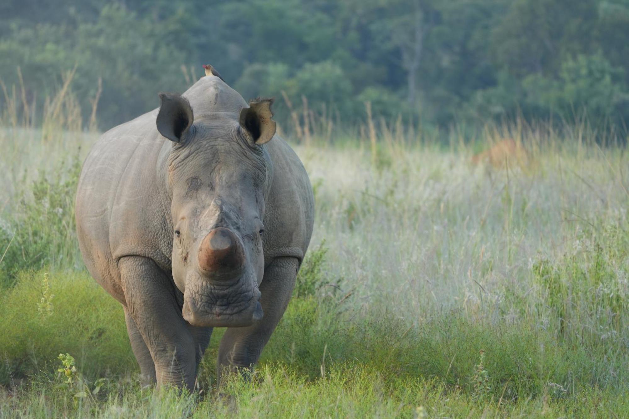 Shibula Safari Lodge Welgevonden Wildreservaat Buitenkant foto