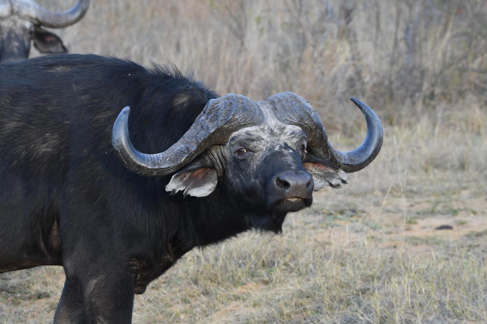 Shibula Safari Lodge Welgevonden Wildreservaat Buitenkant foto