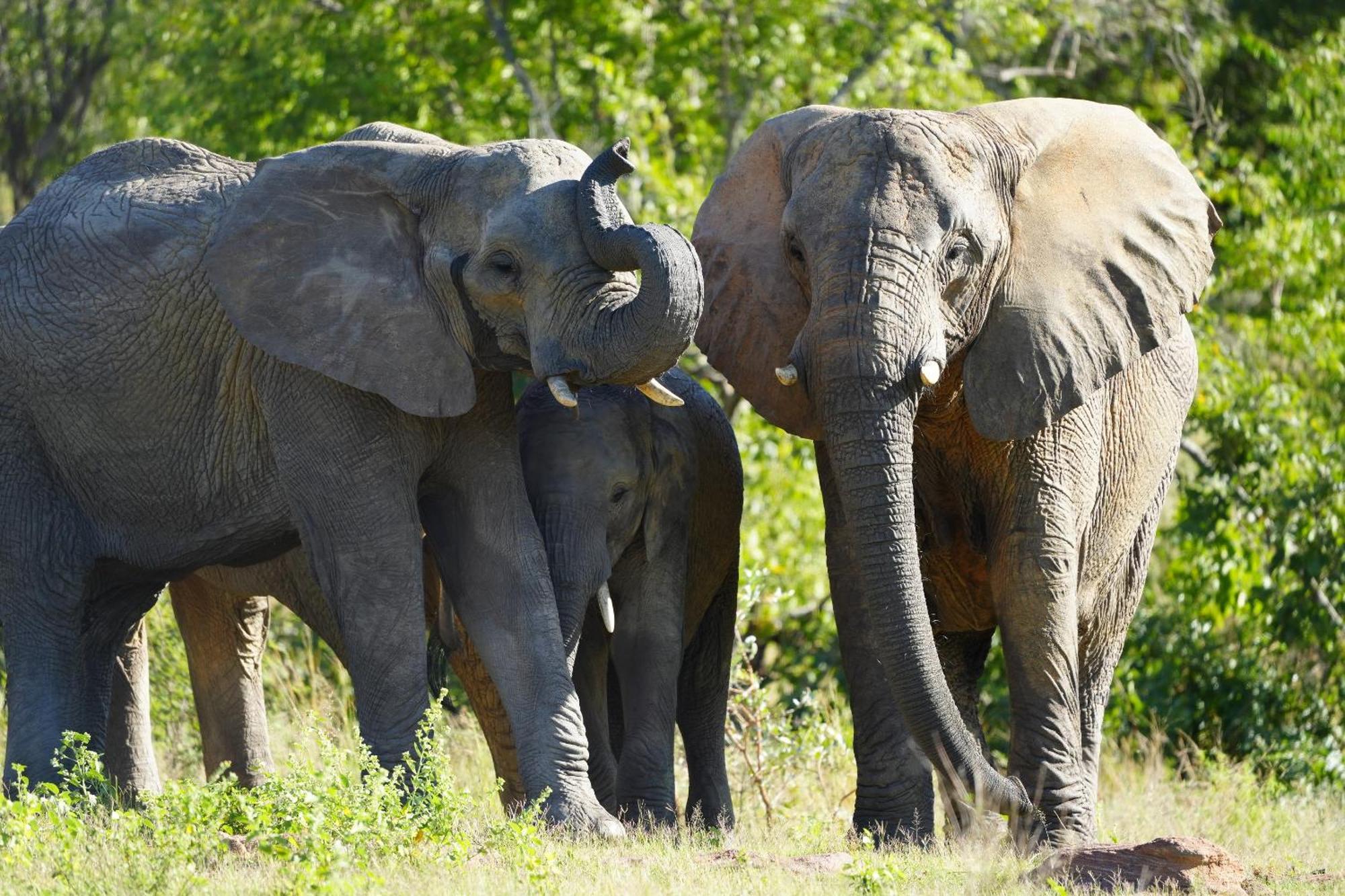 Shibula Safari Lodge Welgevonden Wildreservaat Buitenkant foto