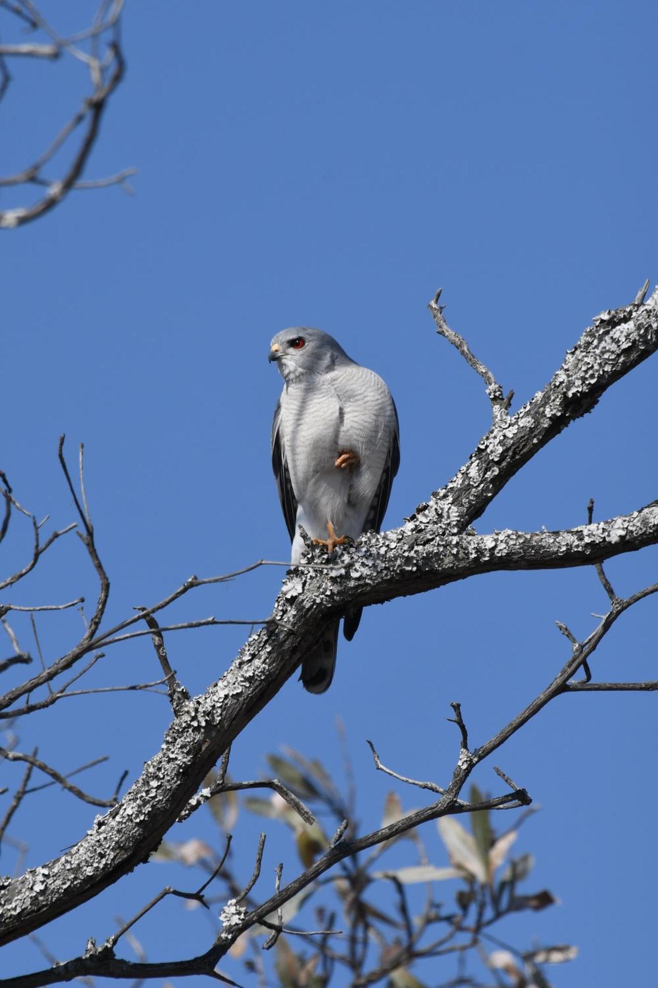Shibula Safari Lodge Welgevonden Wildreservaat Buitenkant foto