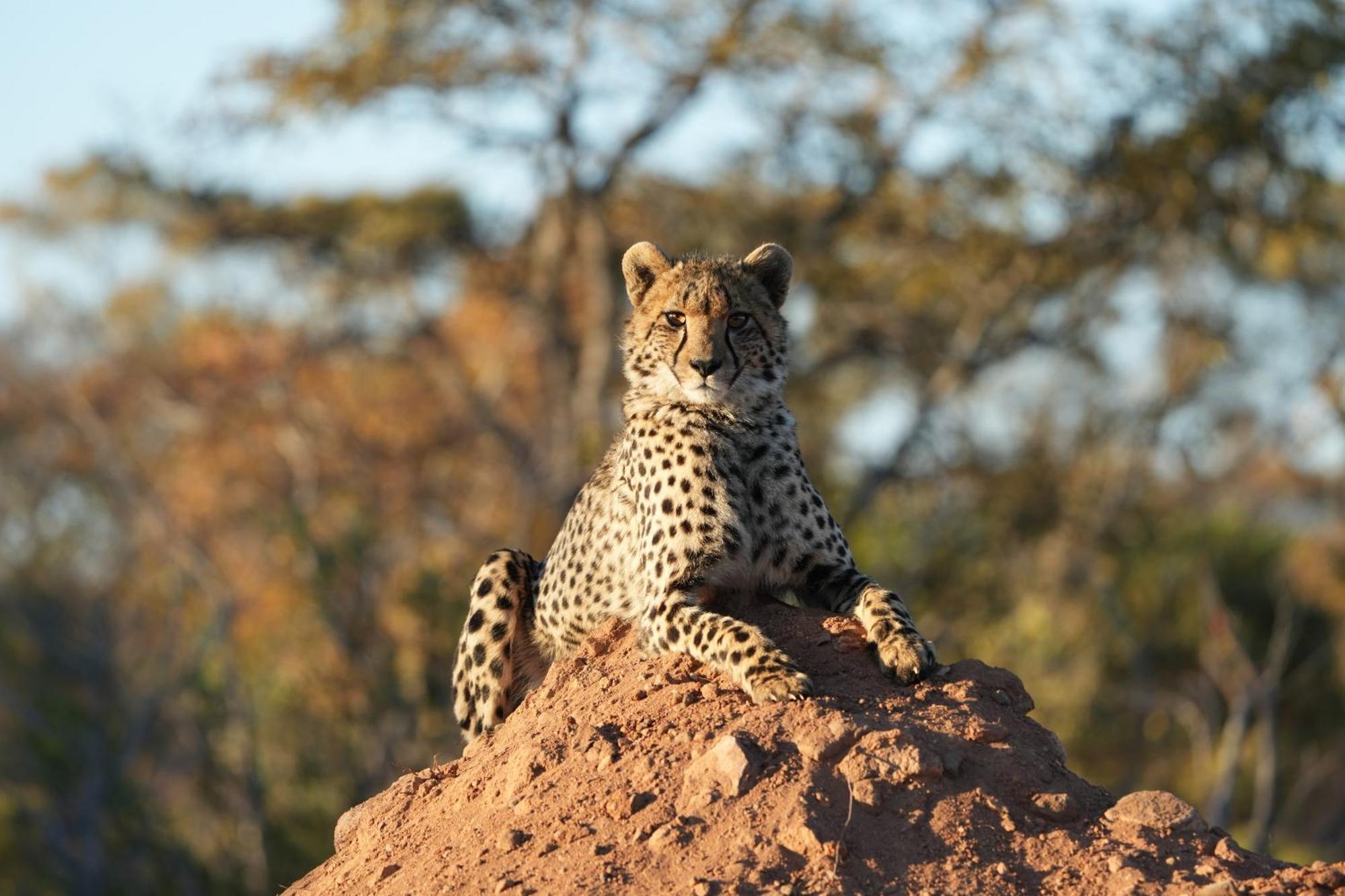 Shibula Safari Lodge Welgevonden Wildreservaat Buitenkant foto