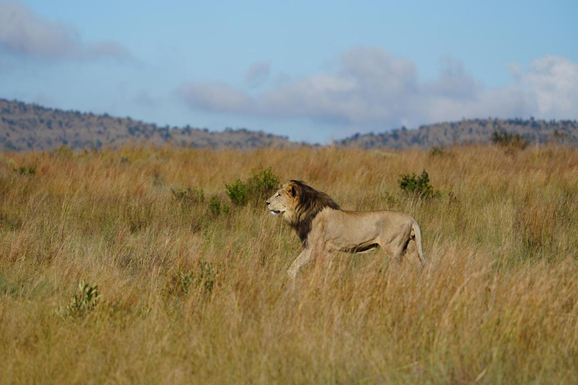 Shibula Safari Lodge Welgevonden Wildreservaat Buitenkant foto