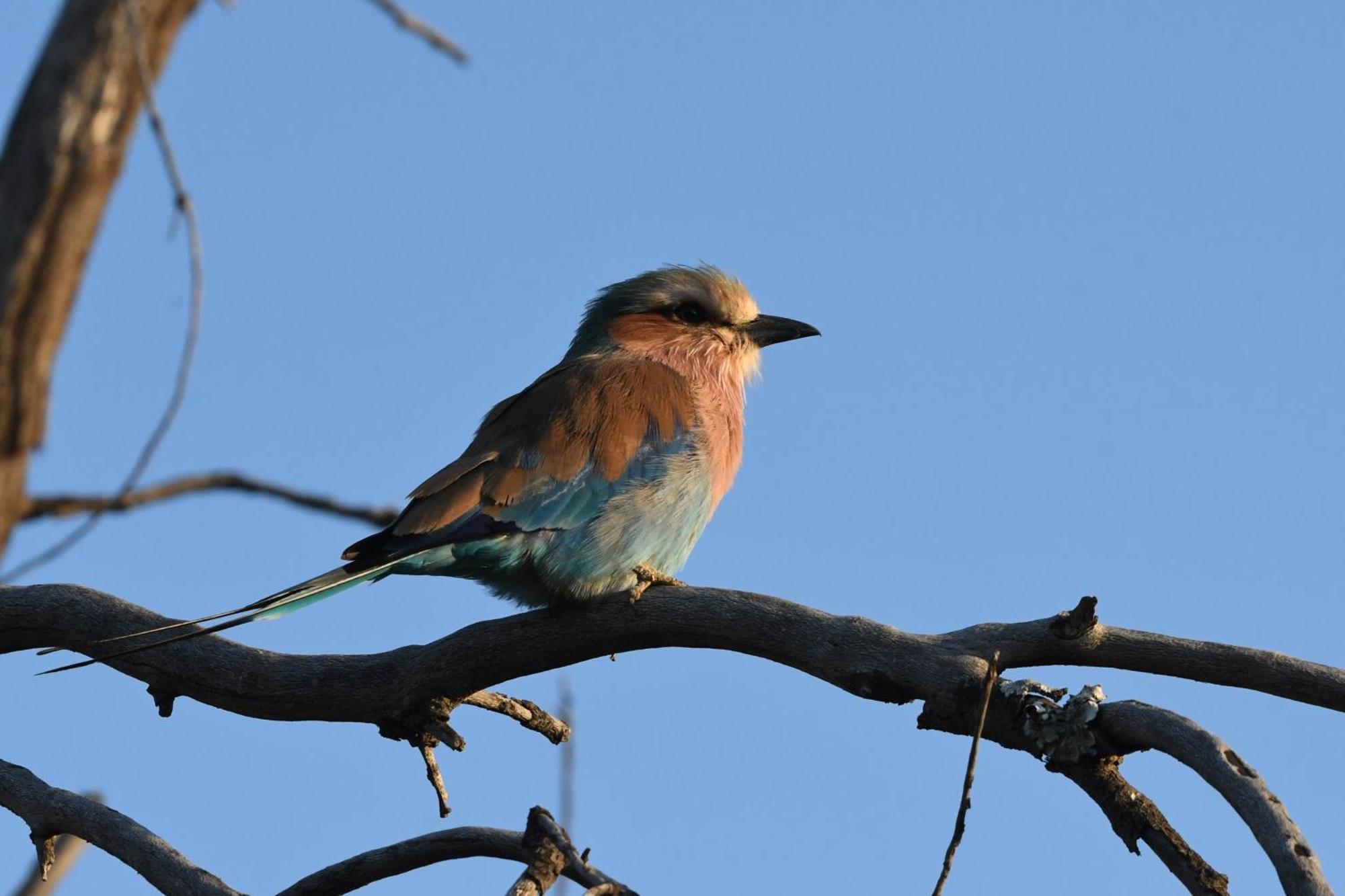 Shibula Safari Lodge Welgevonden Wildreservaat Buitenkant foto