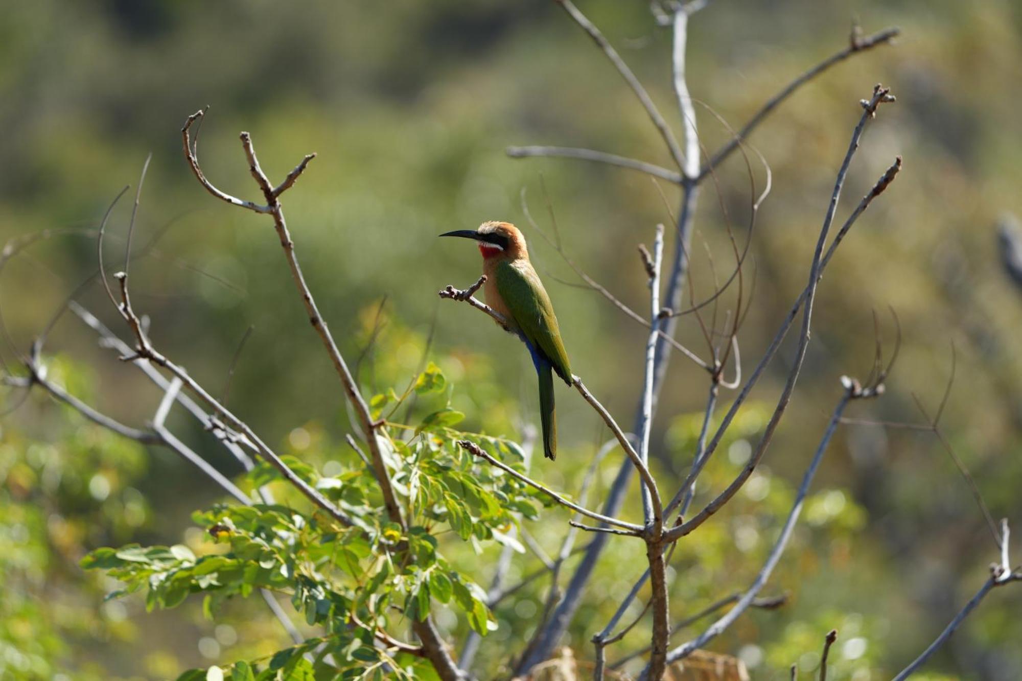 Shibula Safari Lodge Welgevonden Wildreservaat Buitenkant foto